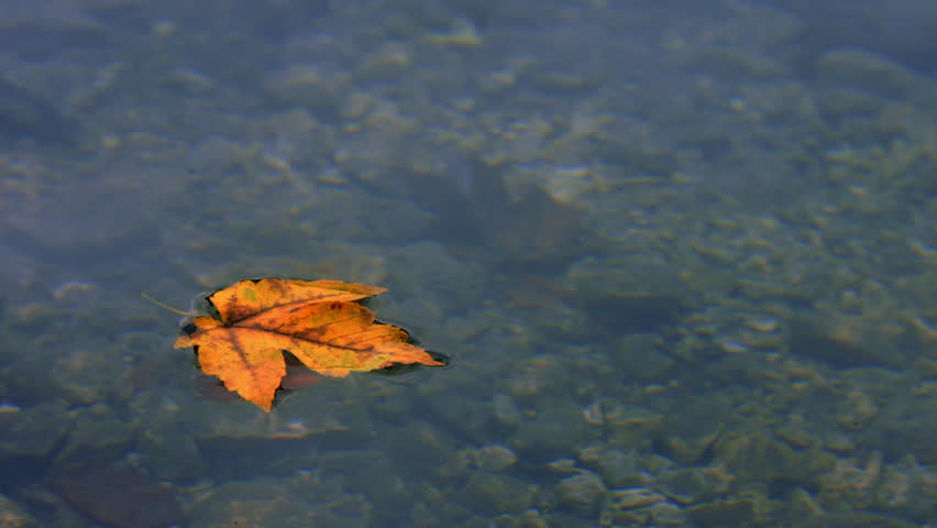 Close-up shot of a single orange autumn leaf floating on calm lake water with pebbles and rocks visible beneath the surface.