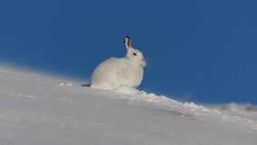 mountain hare, Lepus timidus, clip of sitting and running away against snow and blue sky background on a slope in wind in cairngorm national park, scotland on sunny day