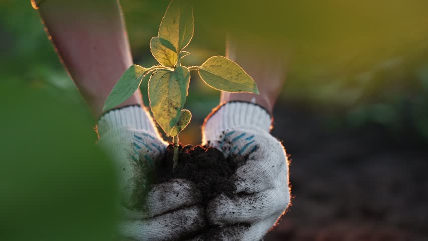 Hands of woman farmer worker planting seedlings little sprout in soil open ground on farm at sunset. Spring agricultural works on field, replanting plants. Agribusiness, seeding, cultivation concept.