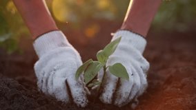 Hands of woman farmer worker planting seedlings little sprout in soil open ground on farm at sunset. Spring agricultural works on field, replanting plants. Agribusiness, seeding, cultivation concept. - Powered by Shutterstock - Get 15% off with code: PIKWIZARD15