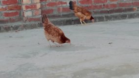 A ten-second cinematic video of a chicken