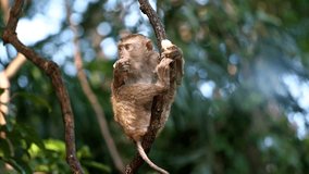 Portrait cute monkey on branch looking at camera. Cute baby ape eating fruits hanging in liana in rainforest. Funny scene of wildlife in exotic forest. Wild mammal animals of Thailand. Nature concept - Powered by Shutterstock - Get 15% off with code: PIKWIZARD15