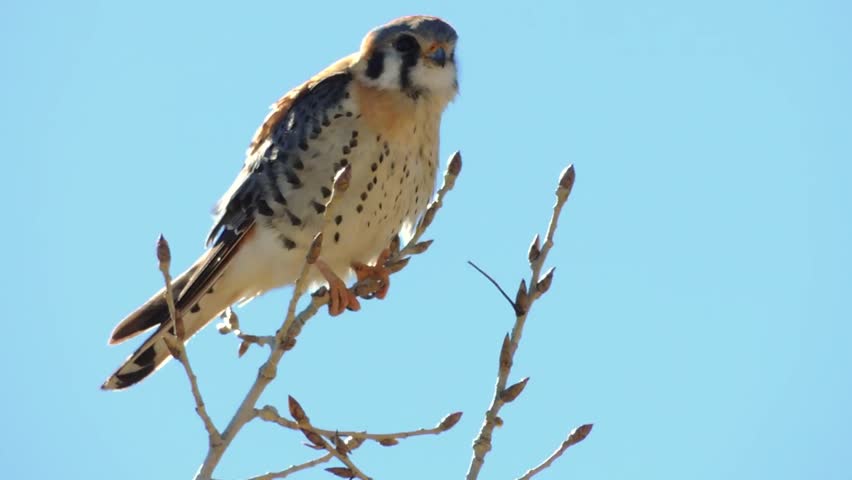 An American Kestrel hanging on during a windy day in Bosque del Apache National Wildlife Refuge, New Mexico. 