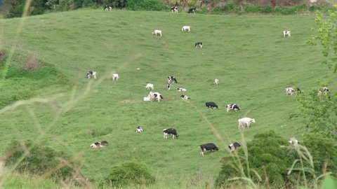 Dairy cows grazing in green field in azores portugal