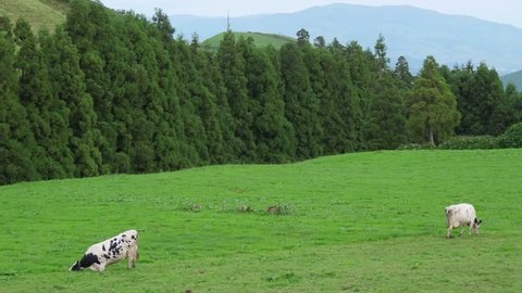 Dairy cows grazing in green field in azores portugal