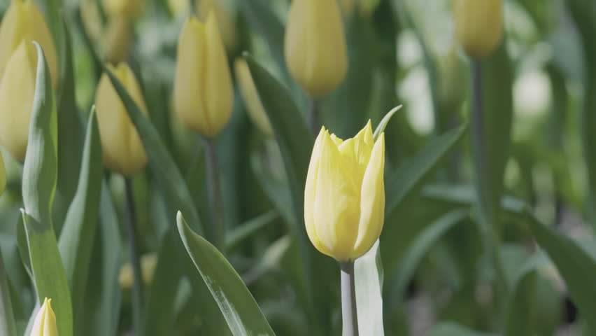 Close Up 4K with camera panning of blooming tulips with a vibrant beautiful colors. Their slender stems supporting a young bud flowers adorned with vibrant petals in shades of yellow and green leaves. Royalty-Free Stock Footage #3395285311