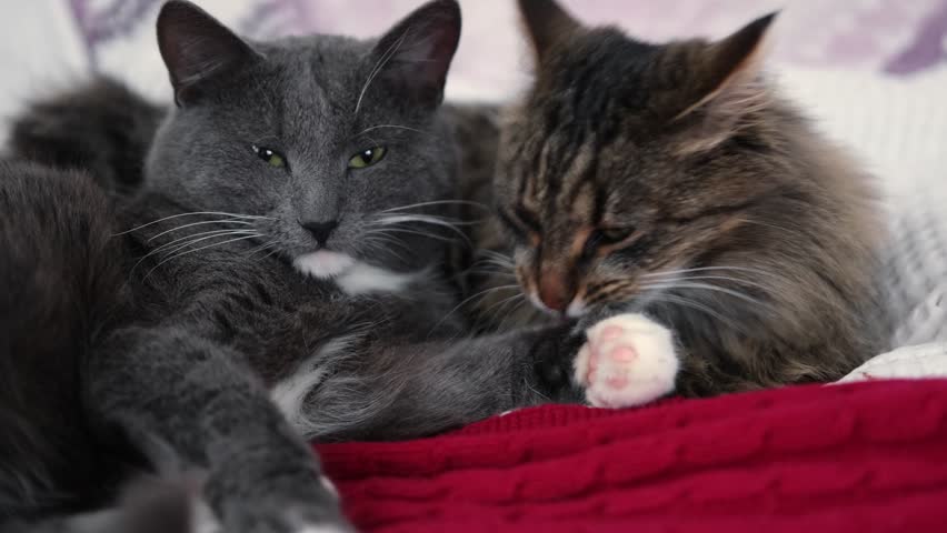 Two Cats Cuddling. Cat Couple. Cute Domestic Tabby Friendly Cats in Embrace Lying on the Bed. 2 Kitty Washing Together, Have Friendship. Feline Resting, Snuggling. Happy Beautiful Pets in Love Hugging