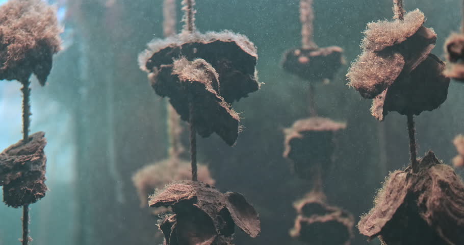 Oysters shells underwater on strings on blue sea water background, close up. Industrial cultivation of oysters in marine water reservoirs. Oyster mollusk farm. Mussel seafood farming in natural ocean Royalty-Free Stock Footage #3395325897