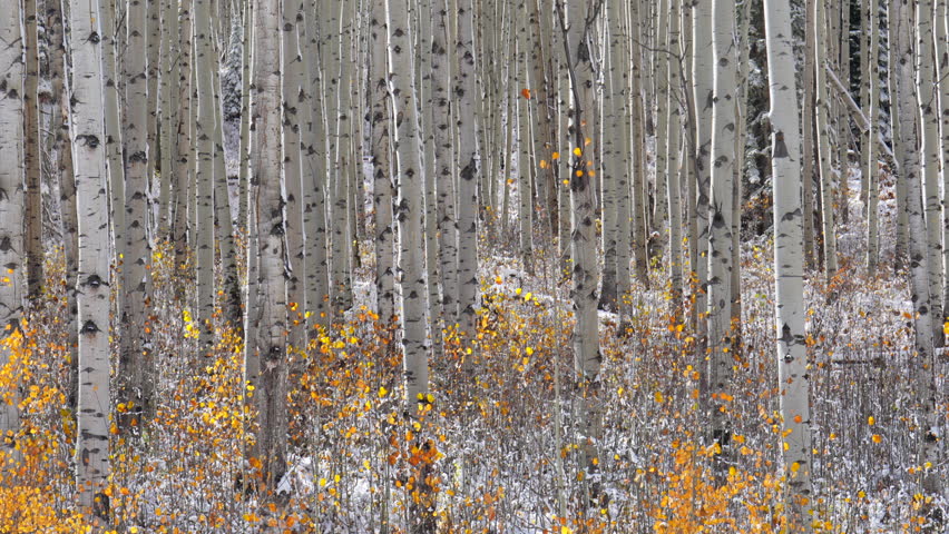 Leaves golden falling Kebler Pass Colorado cinematic frosted cold morning fall winter season collide first white snow red yellow orange aspen tree forest Rocky Mountains stunning pan left