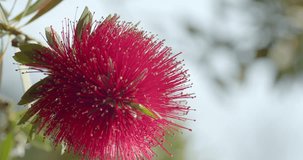 Shoot a macro video of bright red Bottle brush flower .