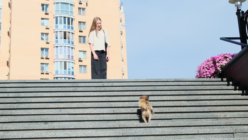 Shih Tzu dog runs up steps to pleased teenage girl on street. Happy daughter goes for walk with lovely pet in summer day
