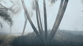 Mystical Palm Trees Embraced by Fog in an Enchanting Australian Forest - Powered by Shutterstock - Get 15% off with code: PIKWIZARD15