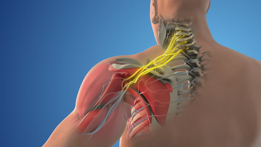 The network of brachial plexus nerves in the shoulder structure