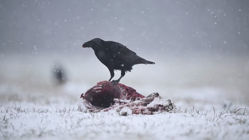 Raven eating dead roe deer