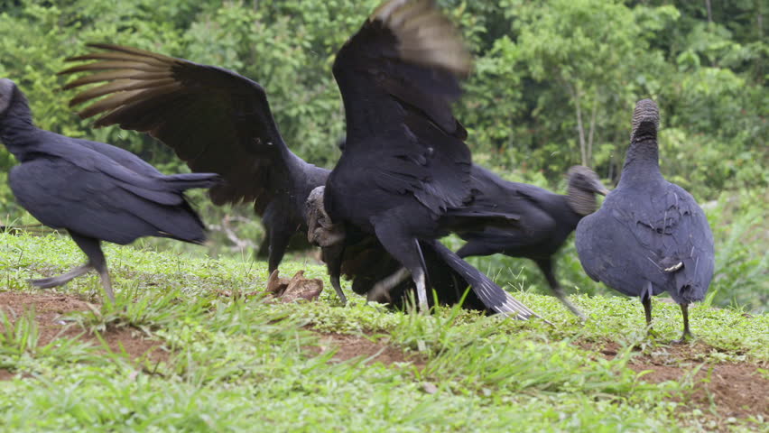 Black vultures (Coragyps atratus) fighting on the ground, slowmotion