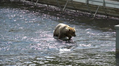 Kodiak Alaska Brown Bear Salmon Fishing
