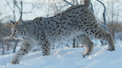 eurasian lynx walking panning super close up snow ground winter