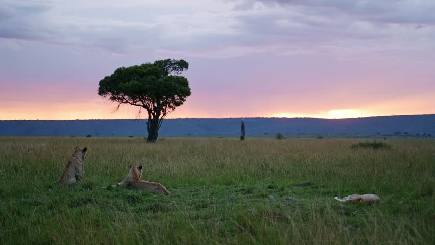Beautiful landscape scenery at dusk with a group of Lions lying down looking out over the amazing Maasai Mara National Reserve, Kenya, Africa Safari Animals in Masai Mara North Conservancy