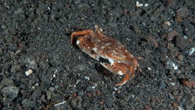 A crab sits at night on the sandy bottom of a tropical sea and plankton swim around.
CRABS - BRACHURA 
SWIMMING CRABS (PORTUNIDAE)
