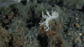 A nudibranch sits on a red sea sponge.
Bicolor Samla (Samla bicolor) 15 mm. ID: translucent notum with “frozen” white pigment, rhinophores and cerata with orange subapical bands.