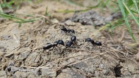 Close-up footage of large black Indian Carpenter ants Outside their nest, communicating Each Other