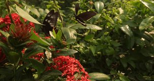 Pair of black butterflies dancing in the air butterfly love mating flying around flowers beautiful Realtime 4k Video
