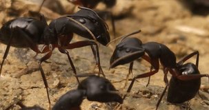 Close-up footage of large black Indian Carpenter ants Outside their nest, communicating Each Other