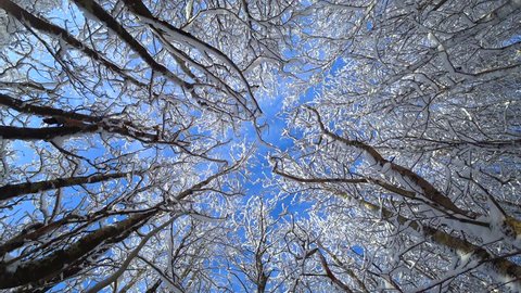 High-Angle View. Winter in the Woods. Looking Up to the Sky. Rotating View.