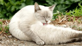 Cute white cat cleaning in the garden in 4K VIDEO.  Cat relaxing and grooming herself - licking , washing up her fur while resting on ground.
