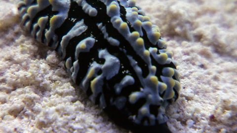 Sea cucumbers underwater in Egypt. Relax video about Holothuroidea invertebrates Echinodermata.