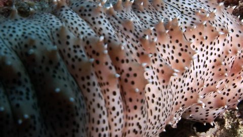 Close-up of Bohadschia Graeffei sea cucumbers underwater in Egypt. Relax video about Holothuroidea invertebrates Echinodermata.