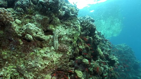 Bohadschia Graeffei sea cucumbers underwater in Egypt. Relax video about Holothuroidea invertebrates Echinodermata.
