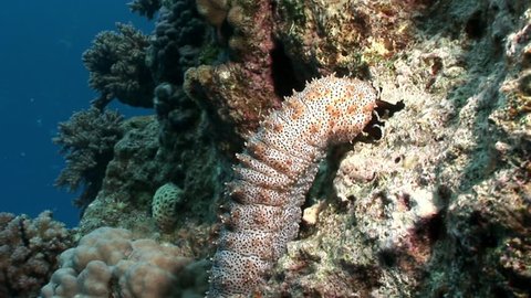 Bohadschia Graeffei sea cucumbers underwater in Egypt. Relax video about Holothuroidea invertebrates Echinodermata.