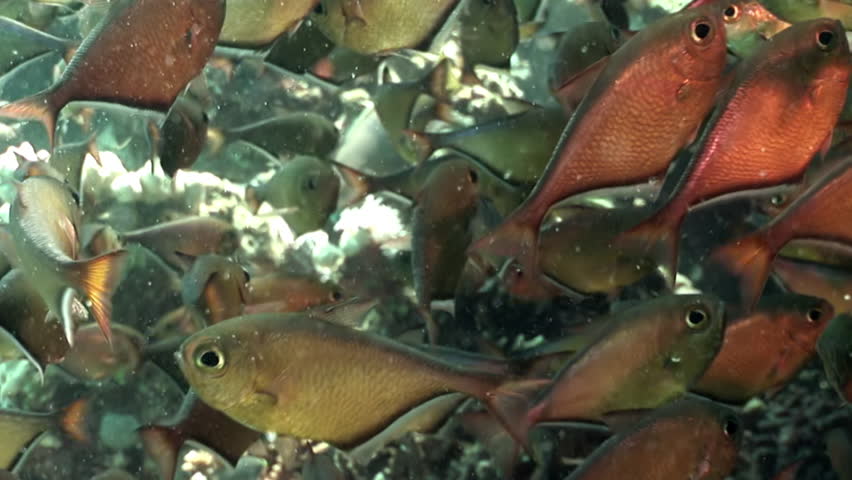 School of shiny fish Cave Sweeper Pempheris Vanicolensis underwater Red sea. Relax video about Pempheridae in marine nature of Egypt. Royalty-Free Stock Footage #33957256