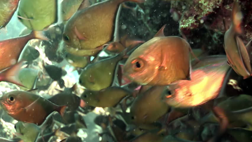 School of shiny fish Cave Sweeper Pempheris Vanicolensis underwater Red sea. Relax video about Pempheridae in marine nature of Egypt. Royalty-Free Stock Footage #33957265