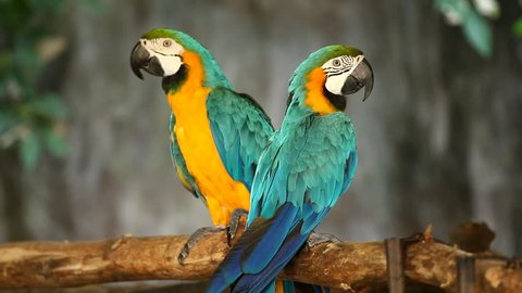 macaw  in chiangmai Thailand