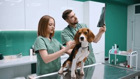 Holding the x-ray. Dog in veterinary clinic with two doctors. - Powered by Shutterstock - Get 15% off with code: PIKWIZARD15