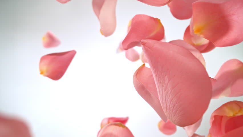 Super slow motion of flying and rotating rose petals on light gradient background. Filmed on high speed cinema camera, 1000 fps.