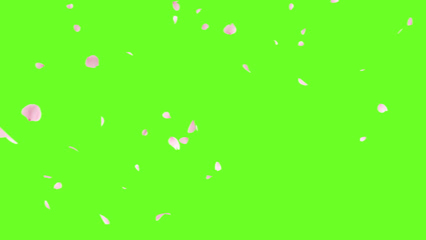 Cherry Blossom Fall on Green Screen. 3D rendering. Cherry blossom slow fall in a seamless loop. Royalty-Free Stock Footage #3395842981
