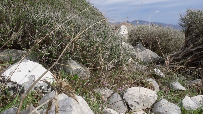 Shrub in the mountains
Autumn landscape in the mountains. View of dry bushes, gray stones. Blue flowers, hills, clear blue sky and sun can be seen in 