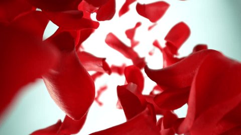 Super slow motion of flying and rotating rose petals on light gradient background. Filmed on high speed cinema camera, 1000 fps. Stock-video