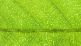 Cell Structure View of Leaf Surface Showing Plant Cells For Education. Green Leaves of Plant or Tree With Texture and Pattern Close Up. Closeup Green Leaf Texture Organic Plant and Leaf's Vein Nature. - Powered by Shutterstock - Get 15% off with code: PIKWIZARD15