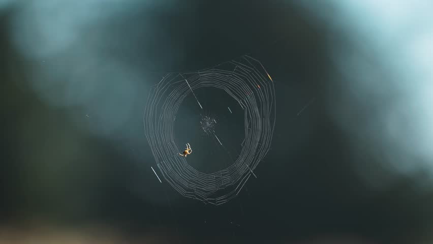 A tiny spider weaves the web suspended between the branches. A close-up parallax video.