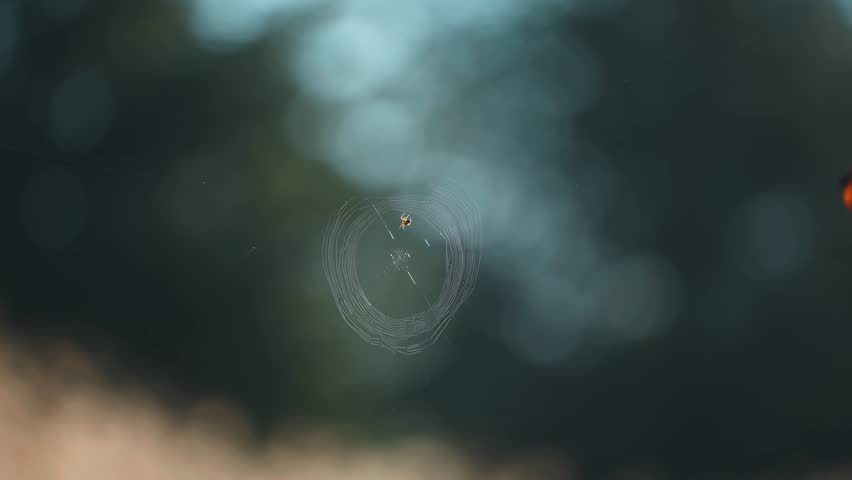 A tiny spider on the wispy spiderweb suspended between the branches. A close-up parallax shot. Bokeh background.