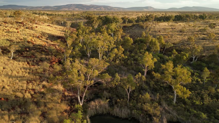 Green Trees and plants area in middle of Australian desert during sunny day - Drone orbit shot