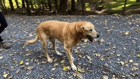 Injured golden labrador retriever limping with an injured leg. - Powered by Shutterstock - Get 15% off with code: PIKWIZARD15