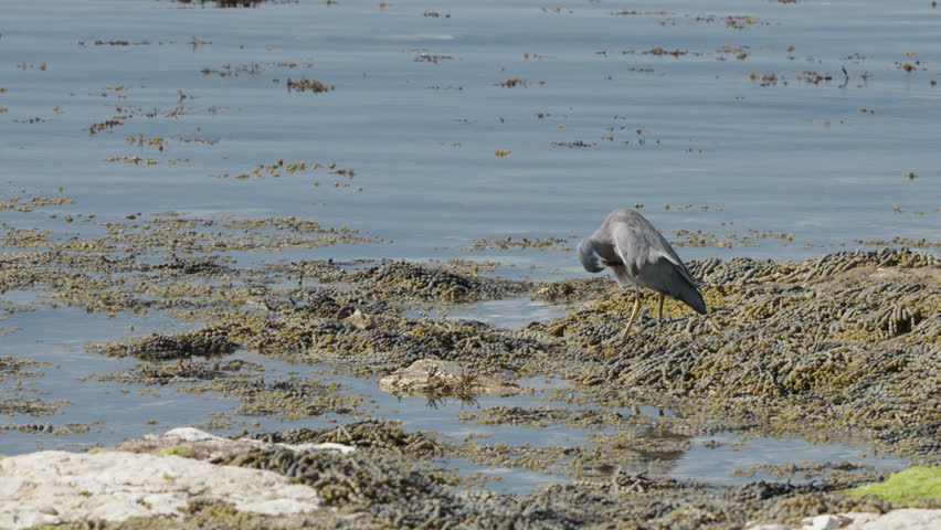 Foraging White-faced Heron Over Wetlands Near Kaikoura, South Island, New Zealand. Static Shot