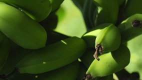 Vertical close up tracking of green bananas growing on Isle of Pines, New Caledonia.