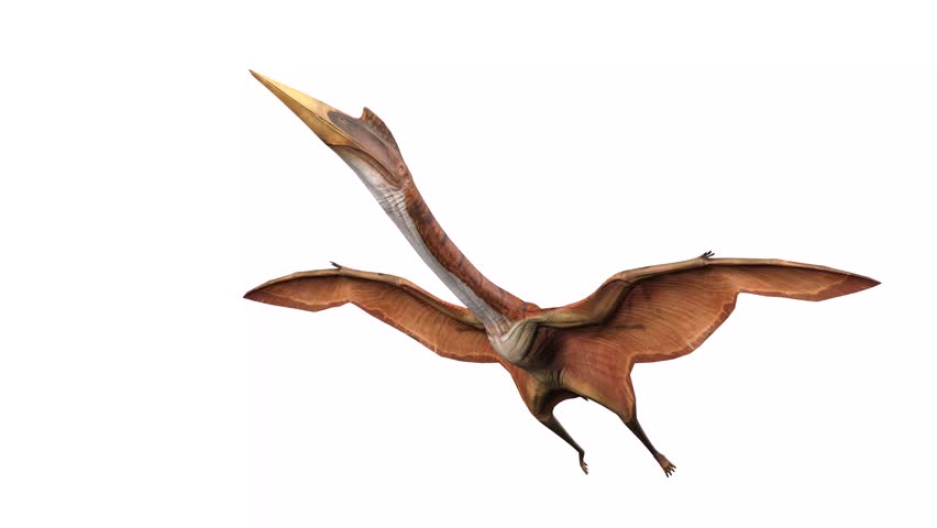 quetzalcoatlus is flying glide at cool view