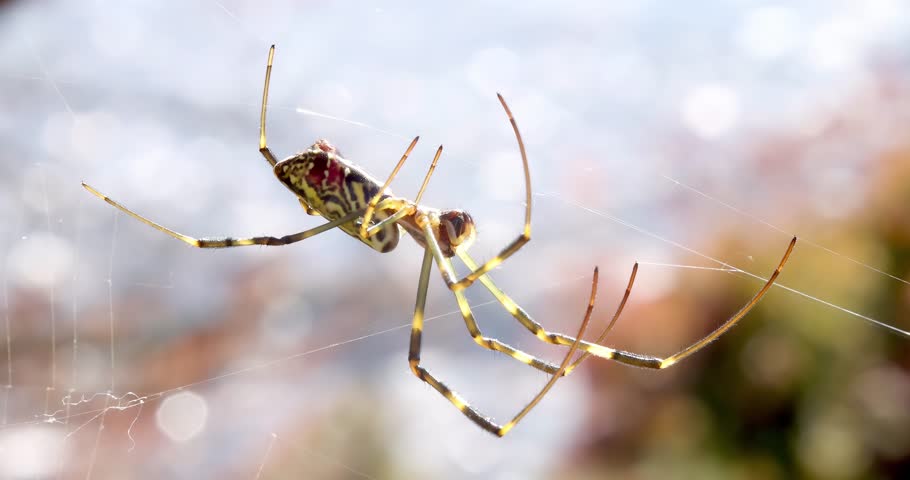 A Trichonephila clavata or a Joro spider. A member of the Trichonephila genus. The spider can be found throughout Japan 